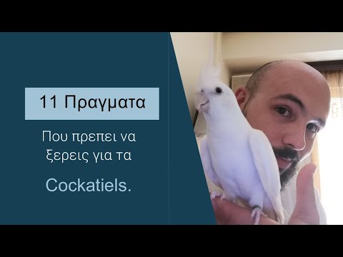 Βίντεο: 3 τρόποι για να εκπαιδεύσετε Cockatiels