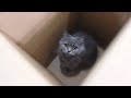 ダンボールから出れなくなり助けを求める愛猫が可愛すぎるw
