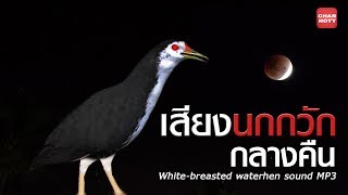 เสียงนกกวัก กลางคืน White-breasted waterhen 【Official MV】