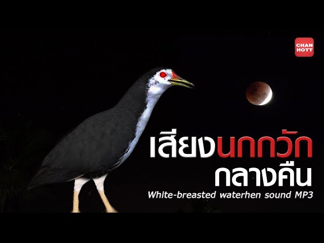 เสียงนกกวัก กลางคืน White-breasted waterhen 【Official MV】 class=