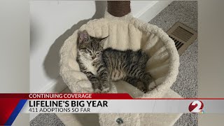 LiFeline Cat Rescue looks to continue hot adoption run