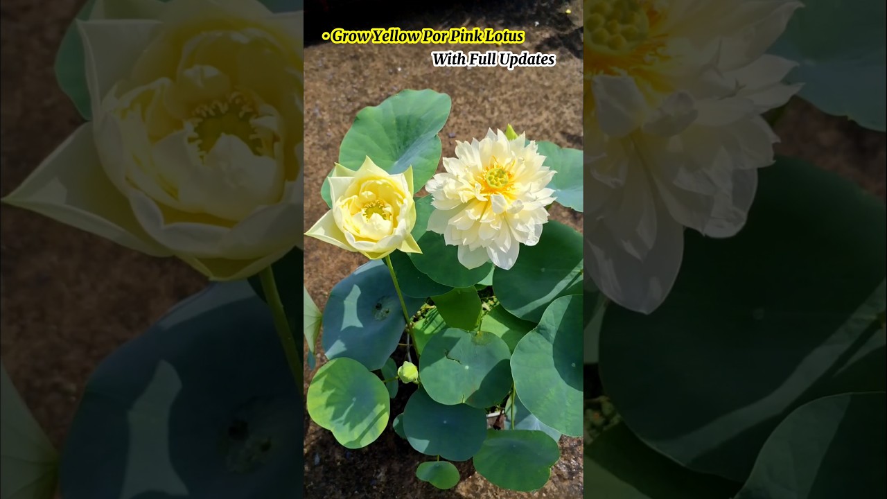 Grow yellow por pink lotus, with full updates 