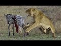 Capture de la vidéo Omg: The Poor Lion Hunting Zebra | Lion, Buffalo, Crocodile, Warthog, Leopard