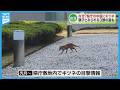 【出没】キツネが県庁の中庭に現れる　親子とみられる3頭の姿も《新潟》