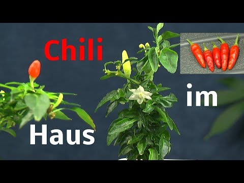 Chili im Haus kultivieren