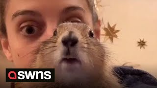 Meet Doug the domesticated prairie dog who loves to cuddle in bed and travel across the US | SWNS