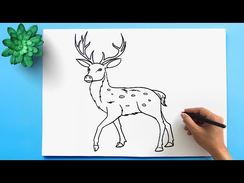 Video: How To Draw A Deer