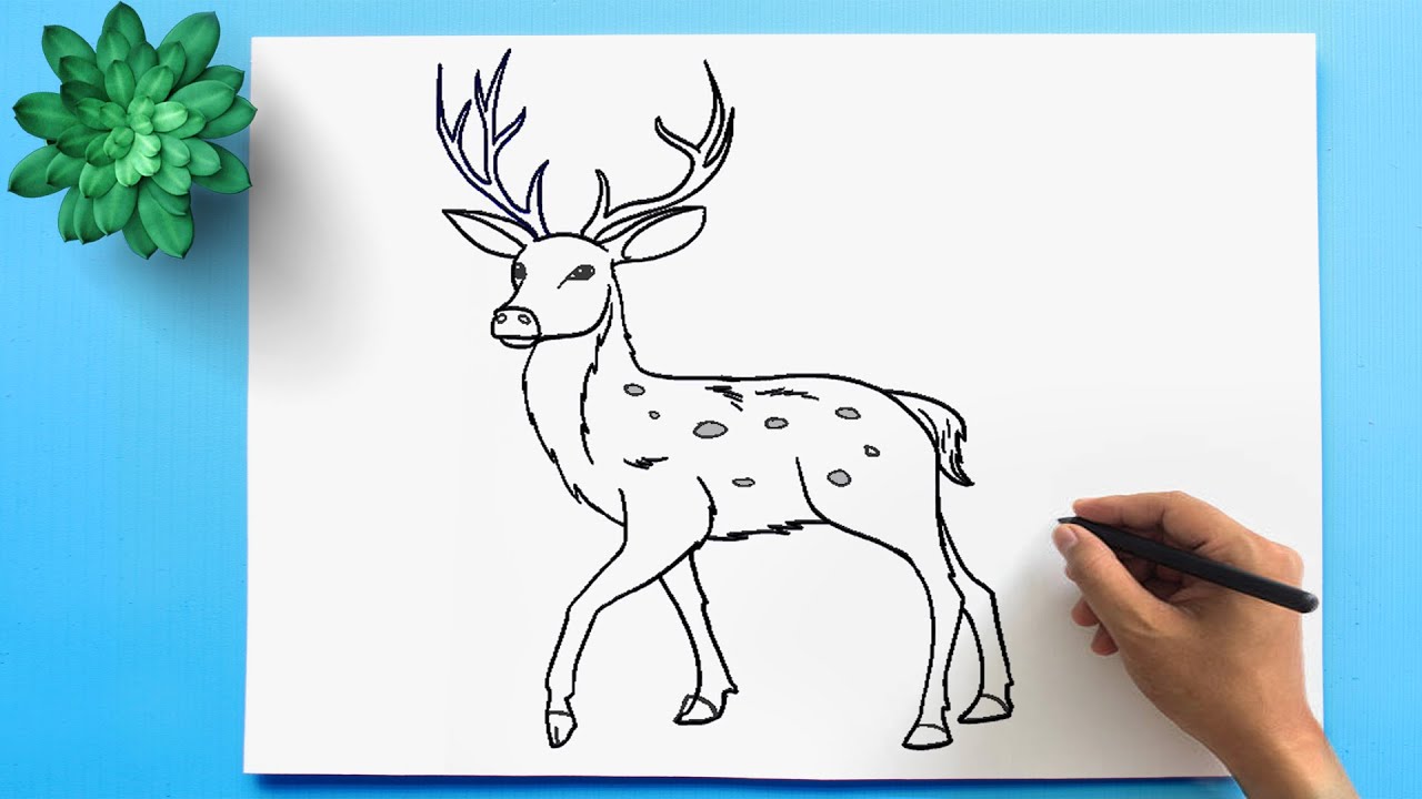 How to Draw a Deer Step by Step  Envato Tuts