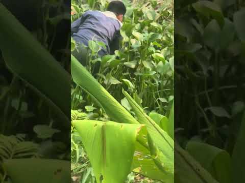 들쥐를 잡는 모습의 클로즈업 - 모두 크고 통통한 쥐들이다. #뉴질랜드 #국립생물자원관 #자연사 #snake