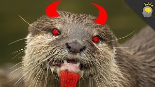 Otters: Not as Cute as you Think They Are - Science on the Web #50