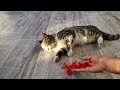 Satisfying Tommy Reverse Cat ASMR Compilation 😻💖