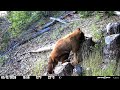 California Black Bear Digging in a Tree Stump for Dinner - Game Camera Footage - Spypoint Flex S