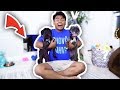 extreme dog room makeover