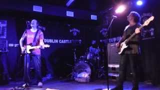 14 Iced Bears At Dublin Castle - Hayfever