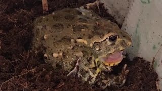 Pixie Frog Skin Shedding and Feeding | African Bullfrog | 픽시프록 성장기록