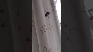 WE KILLED A WASP