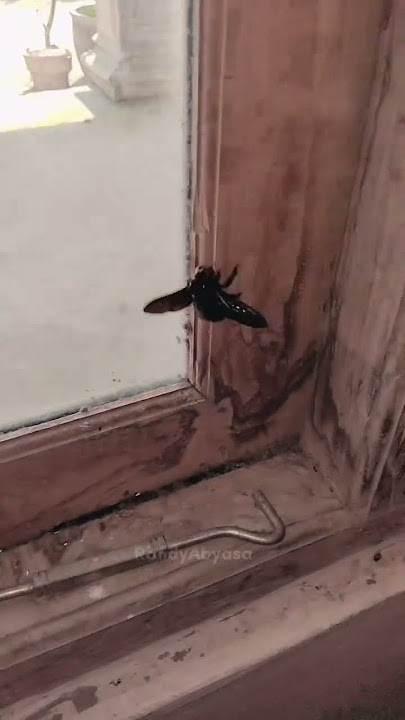 Don't touch it, it will bite you, ndi 😱‼️#shorts