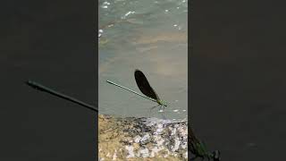 Shining Green Colour Wings of Dragon Fly - Stream Glory - At Panchavati #nature #insects