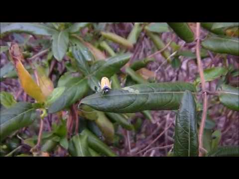 飛び立つバナナ虫 ツマグロオオヨコバイの飛翔 ハイスピード Youtube