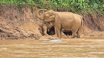 The Healing Power of Sanctuary: Elephant Suparp’s Transformation - ElephantNews