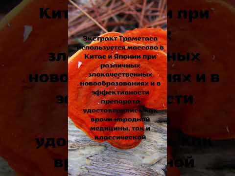 Лечебный гриб траметас/Индюшачий