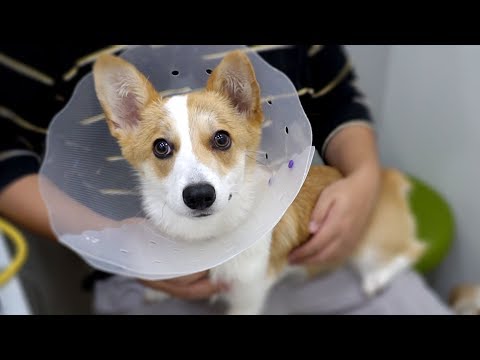 My dog Ujoo got neutered