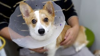 My dog Ujoo got neutered