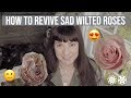 Roses | Turn Sad Wilted Roses Into Happy Roses