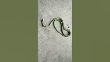 Hạ e rắn lục cườm cực độc