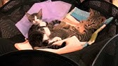 Nan Nan Back Undefined Skip Navigation Search Search Sign In Undefined Home Home Explore Explore Subscriptions Subscriptions Library Library History History Play All くるねこ 109 Videos 75 698 Views Last Updated On Sep 8 21 Show More ｙ