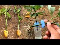 Try how to grow roses in Bananas juice | Rose cuttings