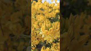 Azelea in bloom #countrysidelovers #flowers #gardenideas #youtubeshorts