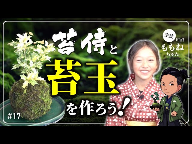 Making Moss Balls] A moss expert teaches you how to make moss