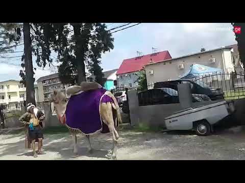 აქლემი ურეკში