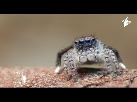 2014 წელს აღმოჩენილი ცოცხალი ორგანიზმების ახალი სახეობები