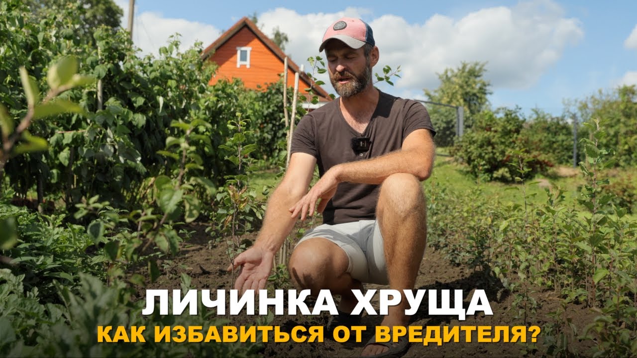 ОПАСНЫЙ ВРЕДИТЕЛЬ В ОГОРОДЕ. Разные способы борьбы с личинками майского жуга. Борьба с хрущем.