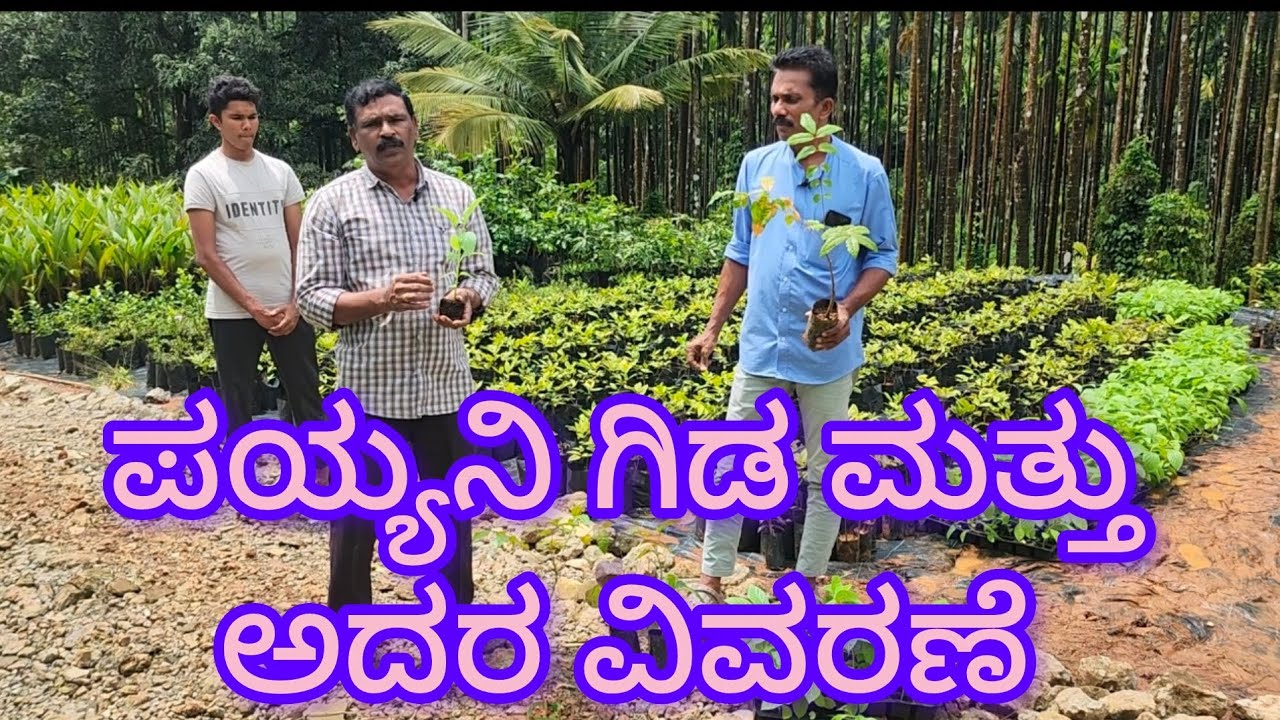 Information about payyani plant and the types