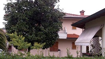 Kodak Zi8 Video Test with Firm. 1.03