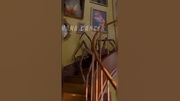 Big Spider Transformation #animaljourney #animals #animalgrowth  #nanacancer