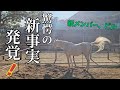 衝撃でした!新メンバーの馬ビルについてわかった事を全てお話します。