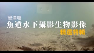 碧潭堰魚道生態友善 「繩」助攻毛蟹洄游