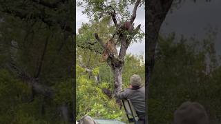 Leopard Pulls Warthog Up Tree #wildlife #safari #bigcat