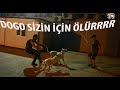 DOGO LAR SAHİBİ İÇİN HERŞEYİ GÖZE ALIR !!!! (BULUT &SULTAN)