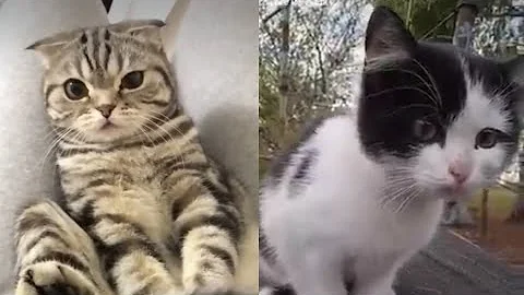 Video 11609281: laugh funny cats compilation, best funny cats compilation, cats compilation cute funny, cutest cats, amazing cat