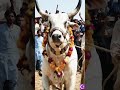 RedCow❤️ #cow #newreel  #cowvideos#fyp#viralvideo #viralnaat#youtubeshorts #shortsfeed❤️♥️🌹