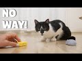 Nami solves the mystery behind the self moving mouse | Uni and Nami | Catz Club