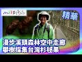 漫步溪頭森林空中走廊 攀樹採集台灣杉毬果｜南投縣鹿谷鄉 麥覺明【@ctvmit863集】