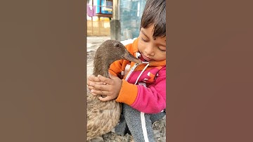 Who is asking the duck what is your name?😀 #shortsfeed #cuteanimal #cutepet #funny #duckcall