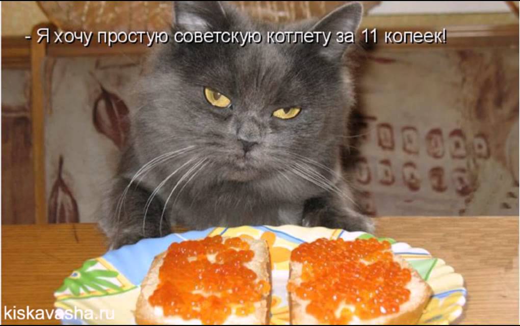 Я не знаю голод. Кот прикол. Кот и бутерброды с икрой. Кот бутерброд. Смешные коты с надписями.