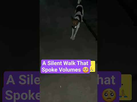 Didn’t Feel Alone Anymore🙏| dogs🐶 #dogs #dogshorts#ytshorts #viral #savedogs#streetdog#shorts